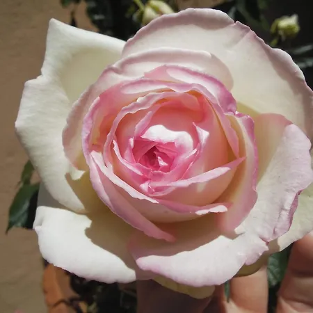 Dimora Garibaldi Gasthuis